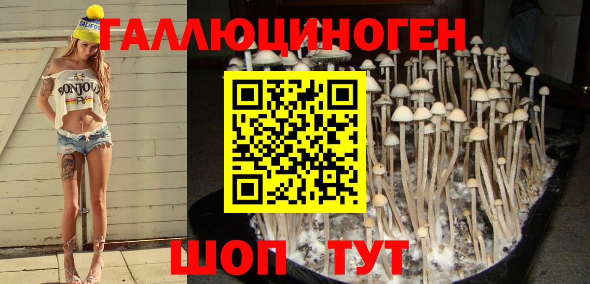 Прокопьевск  Псилоцибиновые грибы GOLDEN TEACHER  Вход с VPN 